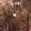  Liliane Roubaudi - Allium moschatum L. [1753]