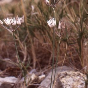 Photographie n°181099 du taxon Allium moschatum L. [1753]