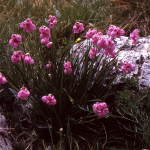 Photographie n°181100 du taxon Allium narcissiflorum Vill. [1779]