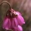  Liliane Roubaudi - Allium narcissiflorum Vill. [1779]