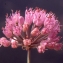  Liliane Roubaudi - Allium senescens L. [1753]