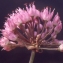  Liliane Roubaudi - Allium senescens L. [1753]