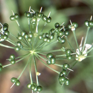 Photographie n°181108 du taxon Allium ursinum L. [1753]