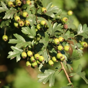 Photographie n°181120 du taxon Crataegus monogyna Jacq. [1775]