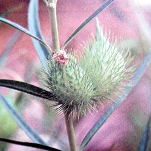  - Gomphocarpus fruticosus (L.) R.Br. [1809]