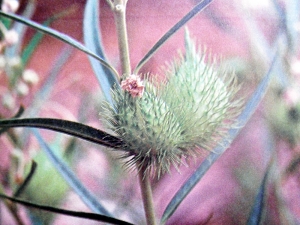 Liliane Roubaudi, le  3 janvier 2011 (Afrique du Sud)