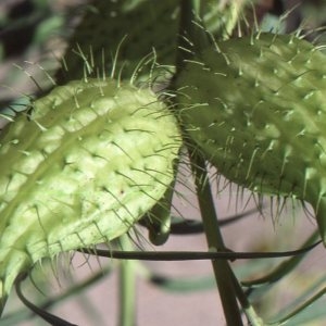  - Gomphocarpus fruticosus (L.) R.Br. [1809]