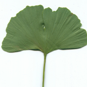 Photographie n°181165 du taxon Ginkgo biloba L. [1771]