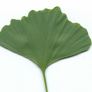 Photographie n°181167 du taxon Ginkgo biloba L. [1771]