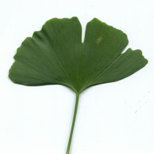 Photographie n°181168 du taxon Ginkgo biloba L. [1771]