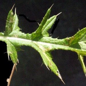 Photographie n°181183 du taxon Cirsium vulgare (Savi) Ten. [1838]