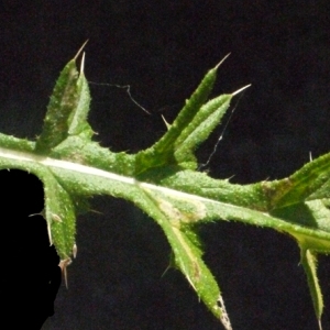 Photographie n°181184 du taxon Cirsium vulgare (Savi) Ten. [1838]