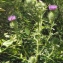  Liliane Roubaudi - Cirsium vulgare (Savi) Ten. [1838]