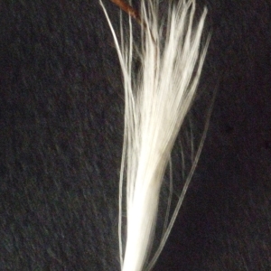 Photographie n°181192 du taxon Cirsium vulgare (Savi) Ten. [1838]