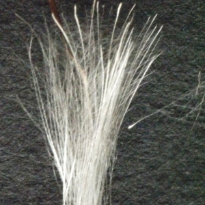 Photographie n°181193 du taxon Cirsium vulgare (Savi) Ten. [1838]