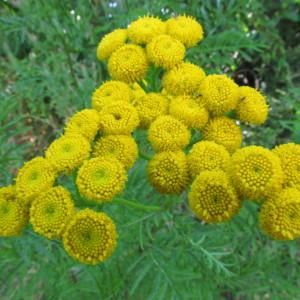 Photographie n°181195 du taxon Tanacetum vulgare L. [1753]