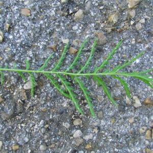 Photographie n°181199 du taxon Tanacetum vulgare L. [1753]