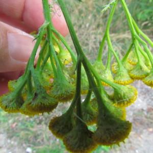 Photographie n°181200 du taxon Tanacetum vulgare L. [1753]