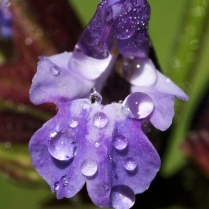 Salvia officinalis L. [nn75340] par liliane Pessotto le 11/08/2013 - Saint-Antonin-Noble-Val