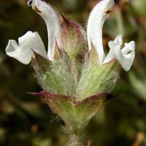 Photographie n°181216 du taxon Salvia aethiopis L.