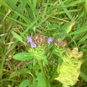 Photographie n°181217 du taxon Prunella vulgaris L. [1753]