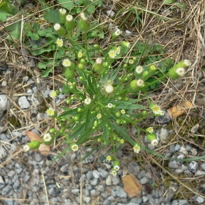 Photographie n°181220 du taxon Erigeron canadensis L. [1753]