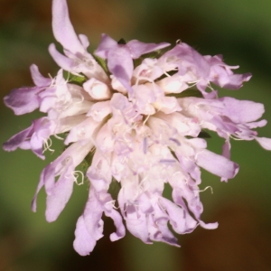 Photographie n°181226 du taxon Knautia arvensis subsp. arvensis