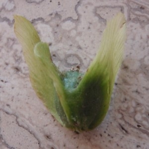  - Pterocarya fraxinifolia (Poir.) Spach [1834]