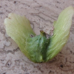  - Pterocarya fraxinifolia (Poir.) Spach [1834]
