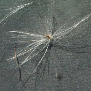 Photographie n°181238 du taxon Cirsium vulgare (Savi) Ten. [1838]