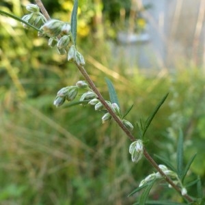 Photographie n°181239 du taxon Artemisia vulgaris L. [1753]