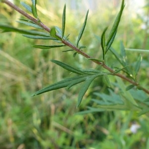 Photographie n°181240 du taxon Artemisia vulgaris L. [1753]