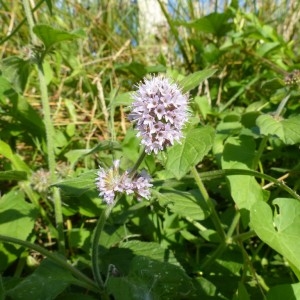 Photographie n°181250 du taxon Mentha aquatica L. [1753]