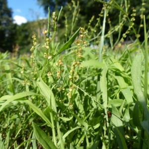 Photographie n°181254 du taxon Rumex acetosella L. [1753]