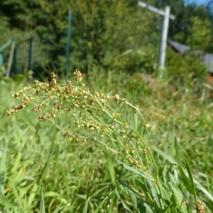 Photographie n°181255 du taxon Rumex acetosella L. [1753]