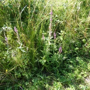 Photographie n°181280 du taxon Lythrum salicaria L. [1753]