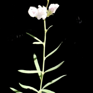 Photographie n°181307 du taxon Linaria repens (L.) Mill. [1768]