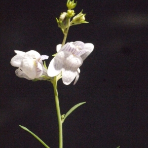 Photographie n°181308 du taxon Linaria repens (L.) Mill. [1768]