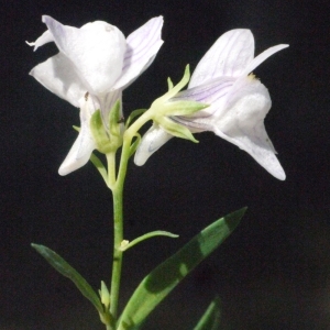 Photographie n°181316 du taxon Linaria repens (L.) Mill. [1768]