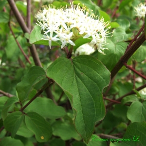 Photographie n°181322 du taxon Cornus sanguinea L.