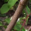  Bernard Andrieu - Cornus sanguinea L.