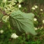  Bernard Andrieu - Cornus sanguinea L.