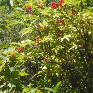 Photographie n°181358 du taxon Sambucus racemosa L. [1753]