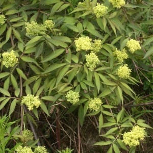 Photographie n°181359 du taxon Sambucus racemosa L. [1753]