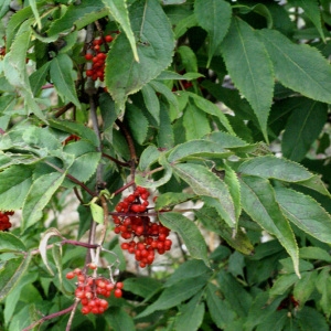 Photographie n°181366 du taxon Sambucus racemosa L. [1753]