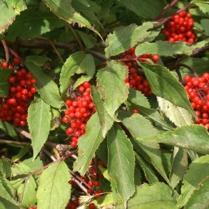 Photographie n°181370 du taxon Sambucus racemosa L. [1753]