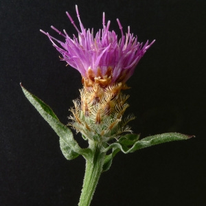 Photographie n°181371 du taxon Centaurea jacea subsp. debeauxii (Godr. & Gren.) Douin [1923]