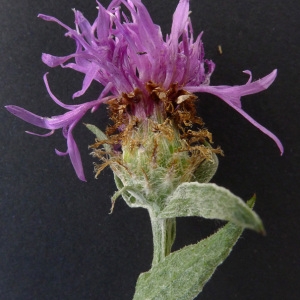 Centaurea decipiens subsp. microptilon (Godr.) G.H.Loos (Centaurée à appendice étroit)