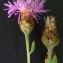  Bertrand BUI - Centaurea jacea subsp. timbalii (Martrin-Donos) Braun-Blanq. [1952]