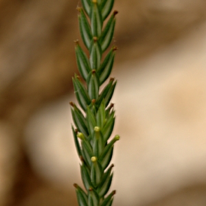 Photographie n°181408 du taxon Crucianella angustifolia L. [1753]